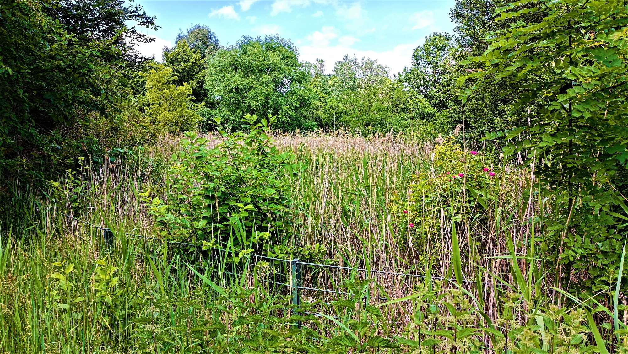 Feuchtgebiet im nahen Bürgerpark